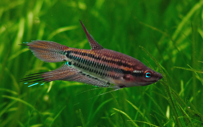 Gourami grogneur Abri sous roche
